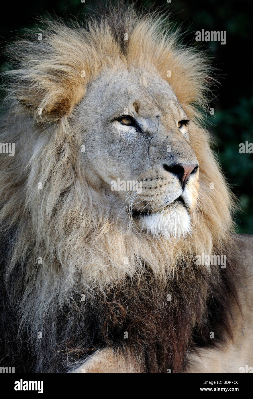 Portrait of a male African Lion (Panthera leo) à la majestueuse. Des animaux en captivité. Banque D'Images