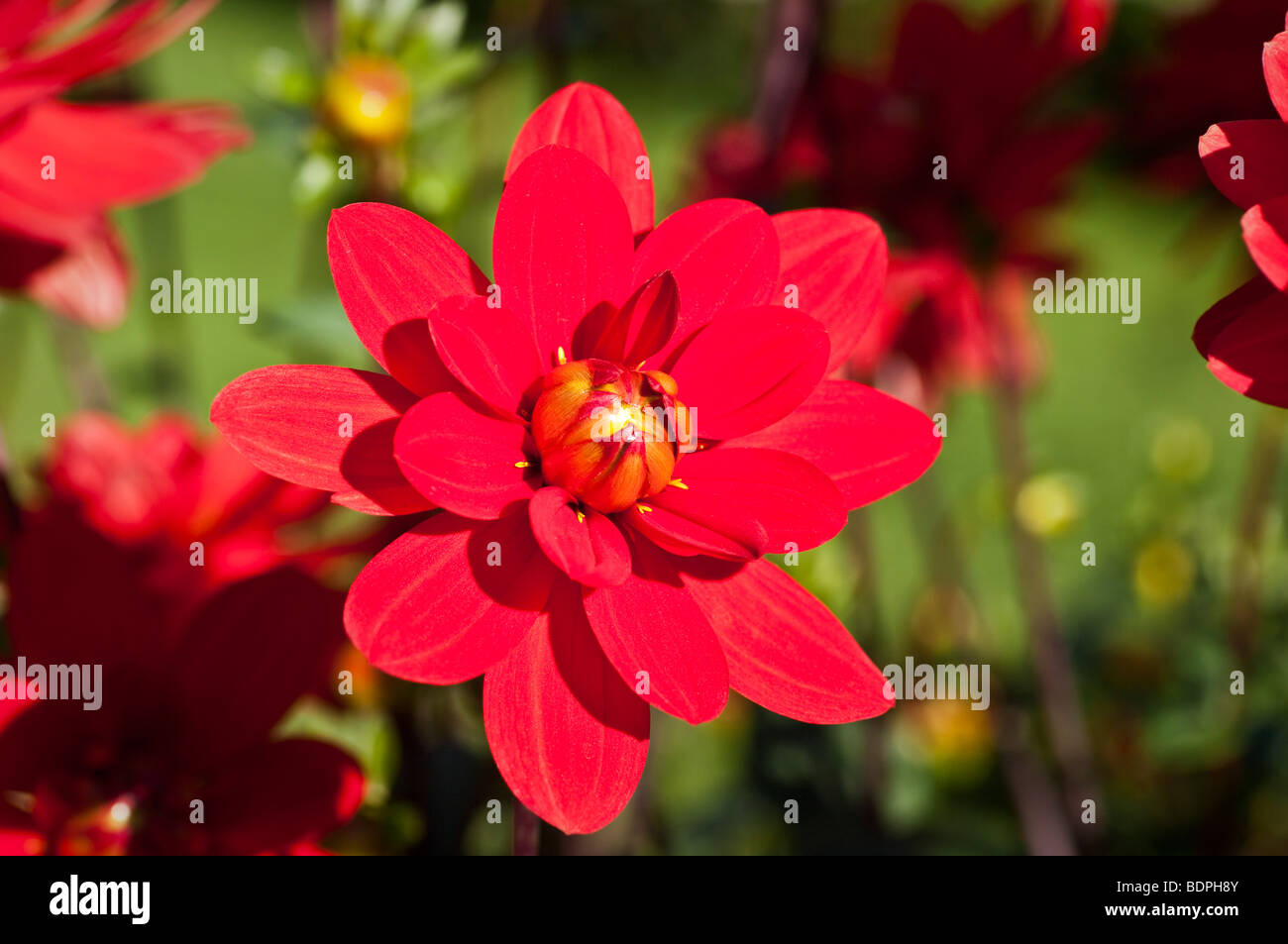 Fleur dahlia rouge vif Banque D'Images