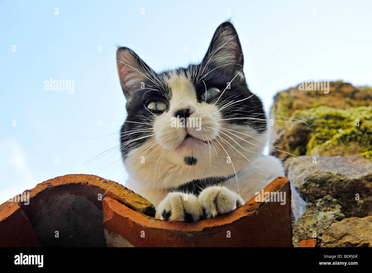 Funny Animals Felix le Chat noir et blanc personnage reposant sur toit de tuiles Banque D'Images