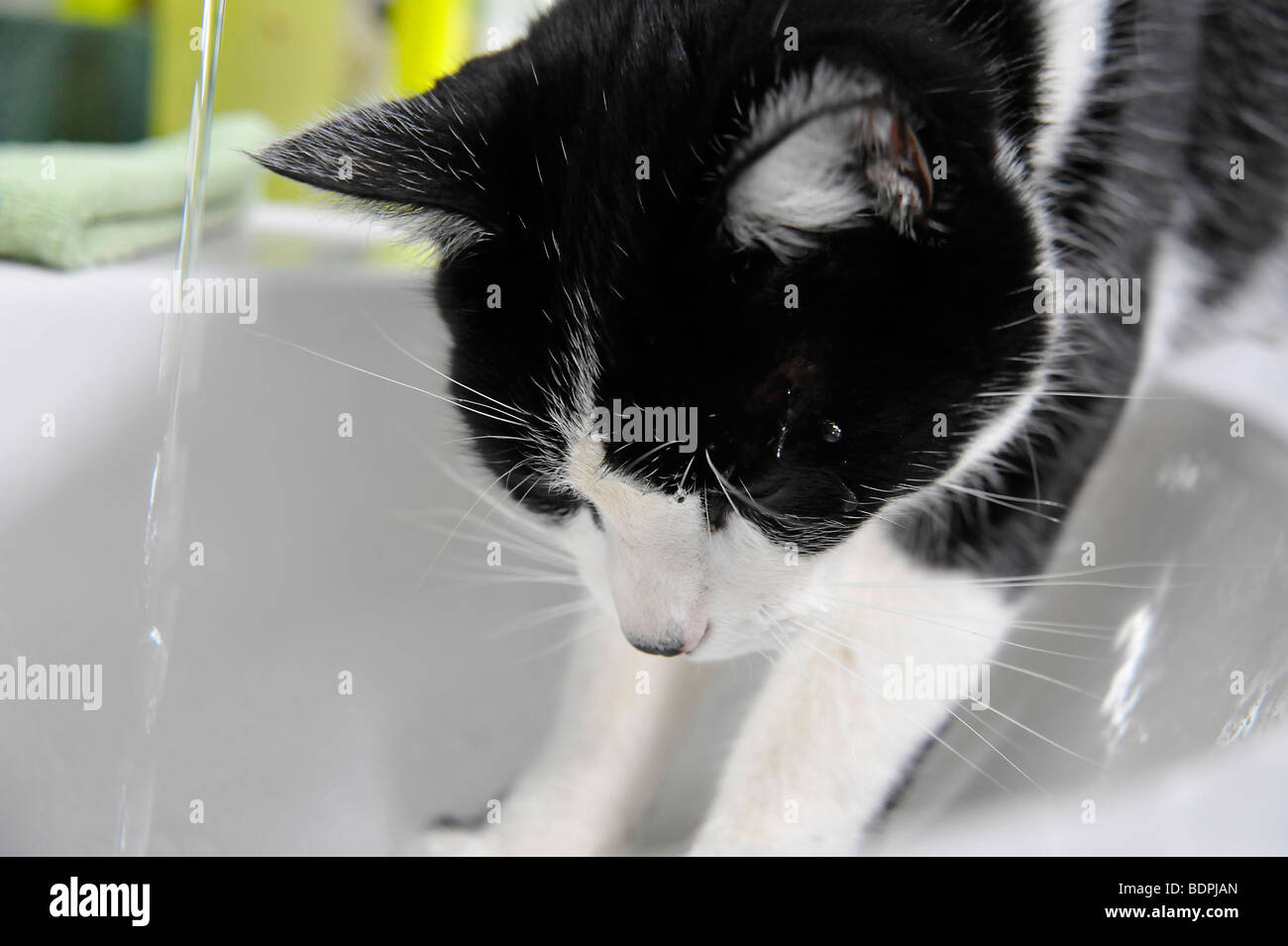 Funny Animals Félix le chat noir et blanc Banque D'Images