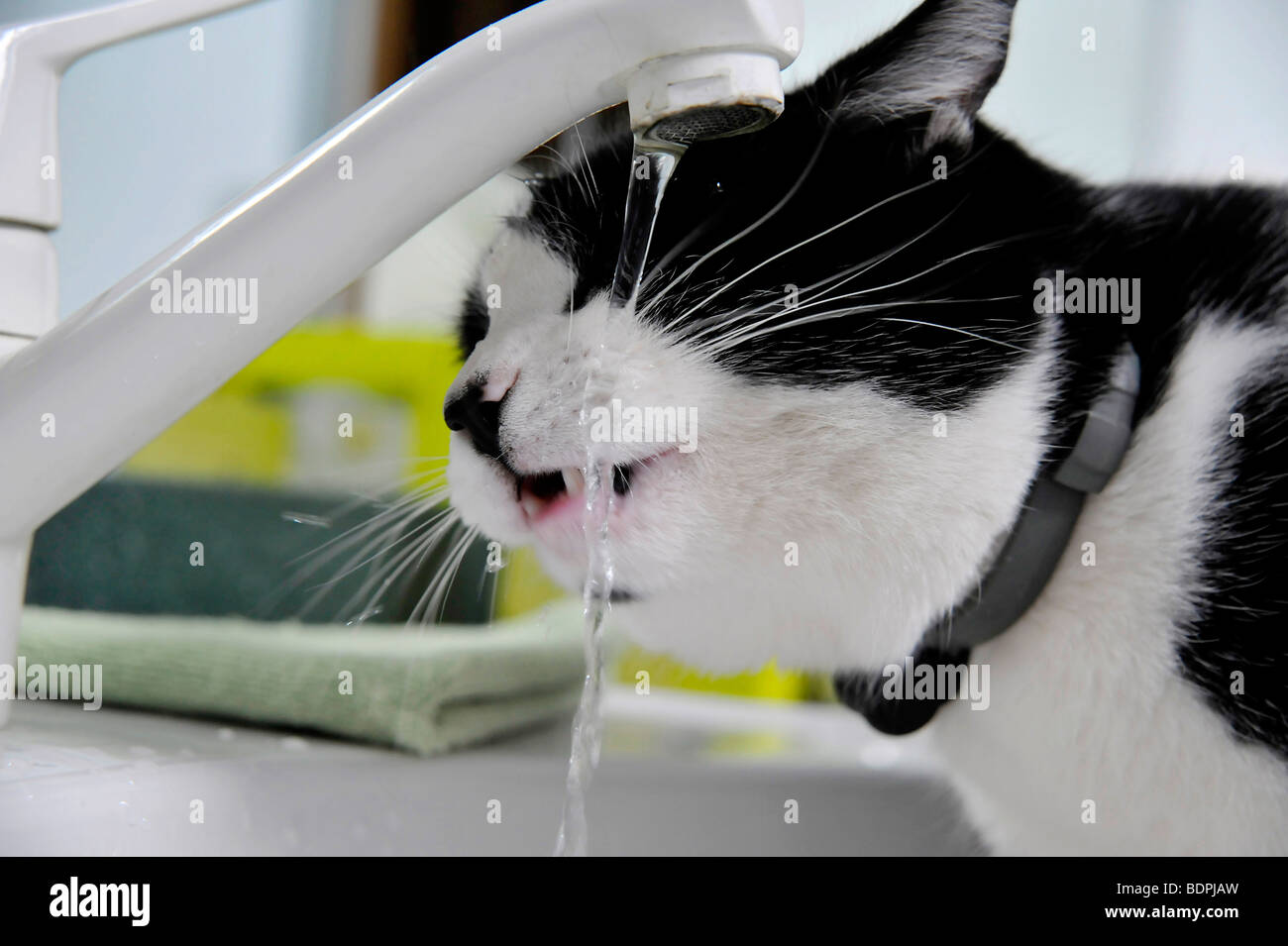 Funny Animals Félix le chat noir et blanc à partir d'un robinet potable Banque D'Images