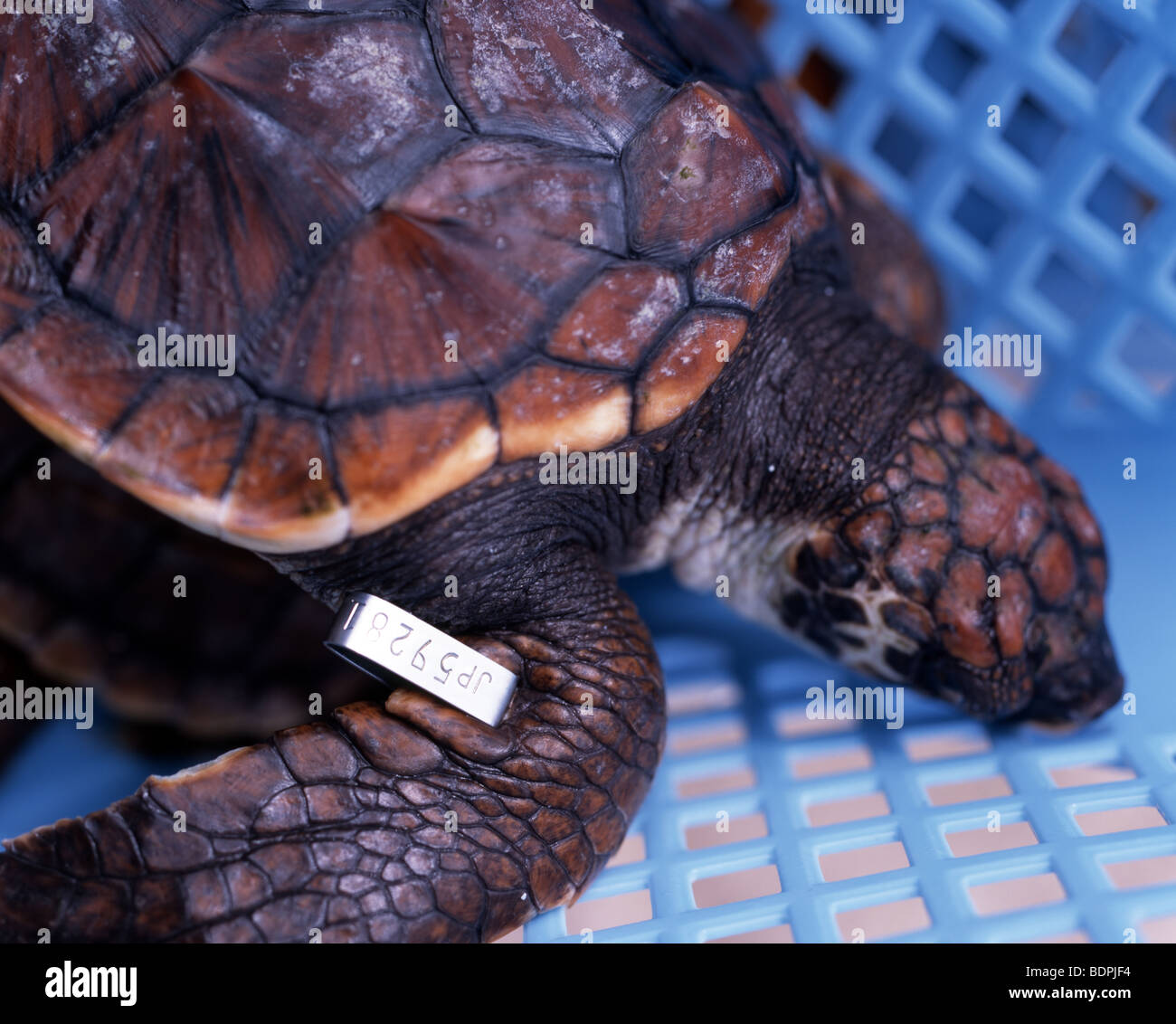 Libération des tortues, Emerald Beach, Ocean Expo Park, Okinawa Churaumi Aquarium, Nago, Okinawa, Japon Banque D'Images