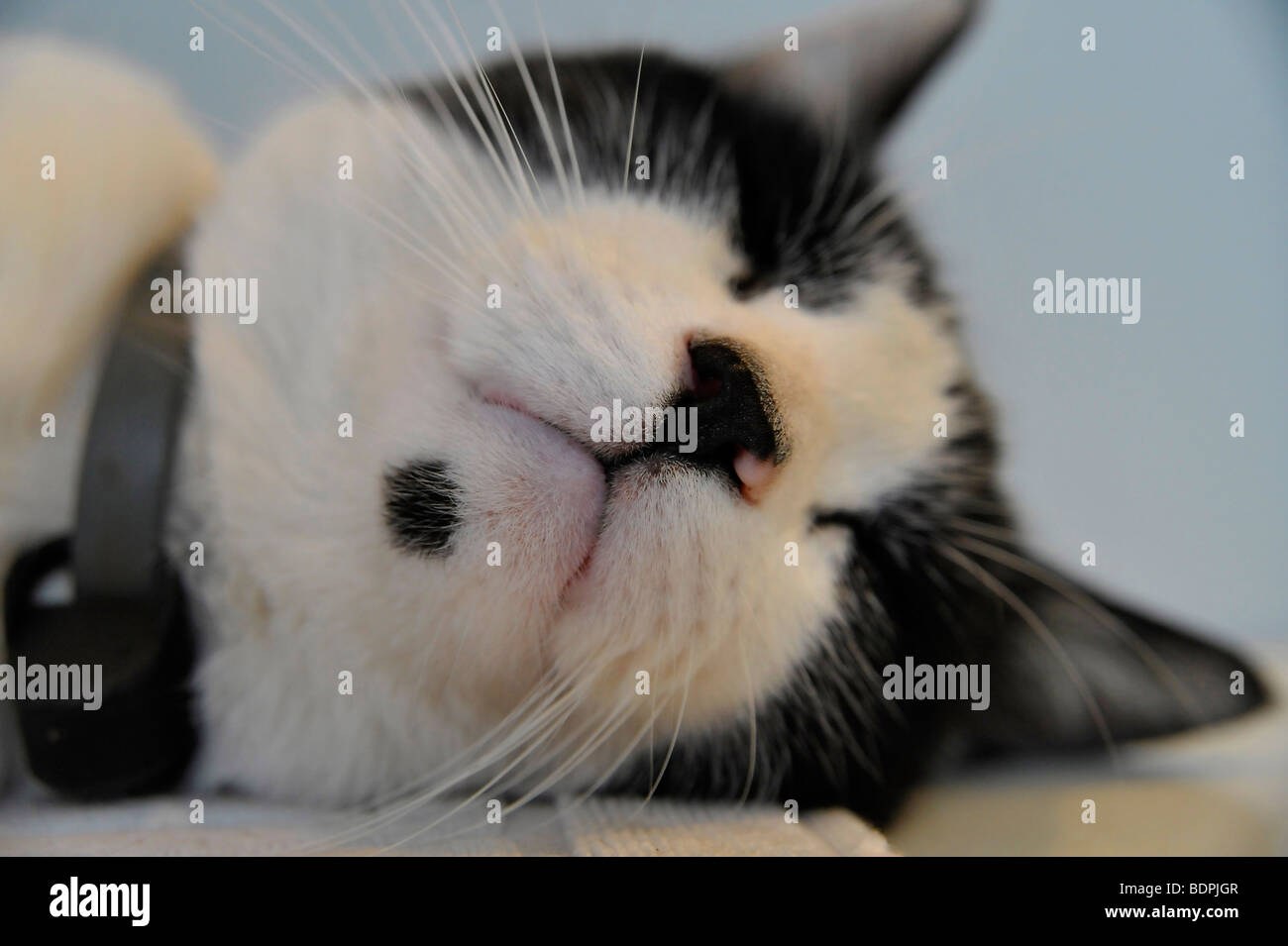 Funny Animals dormir Félix le chat noir et blanc Banque D'Images