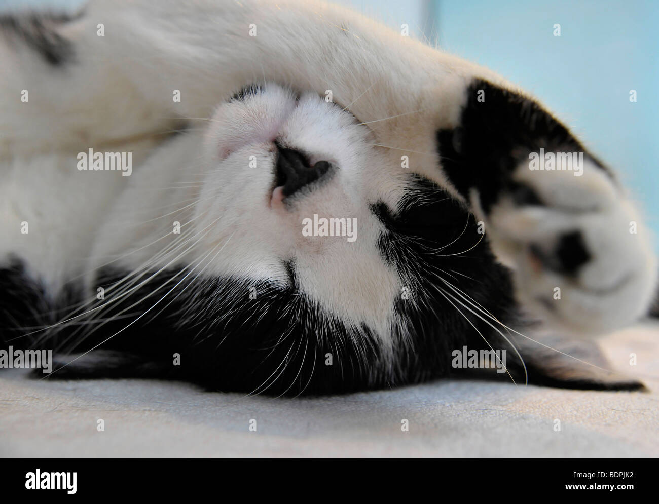 Funny Animals dormir Félix le chat noir et blanc Banque D'Images