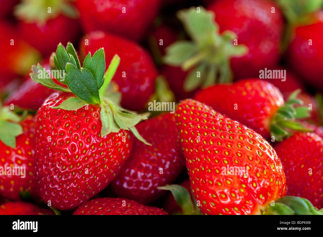 Fruits rouges fraises avec tiges et feuilles Banque D'Images