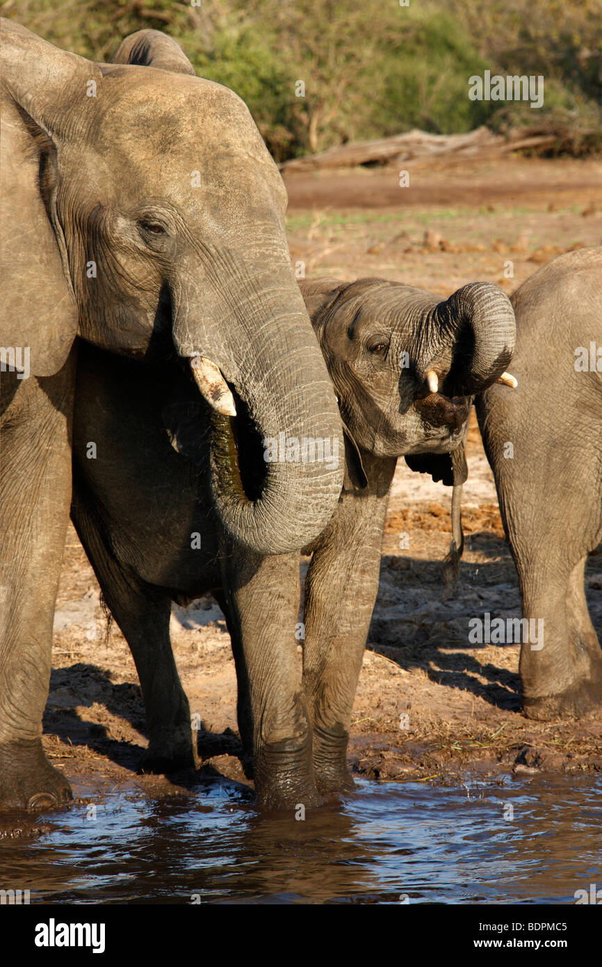 Les éléphants d'Afrique (Loxodonta africana) boire à la rivière Khawi au Botswana Banque D'Images