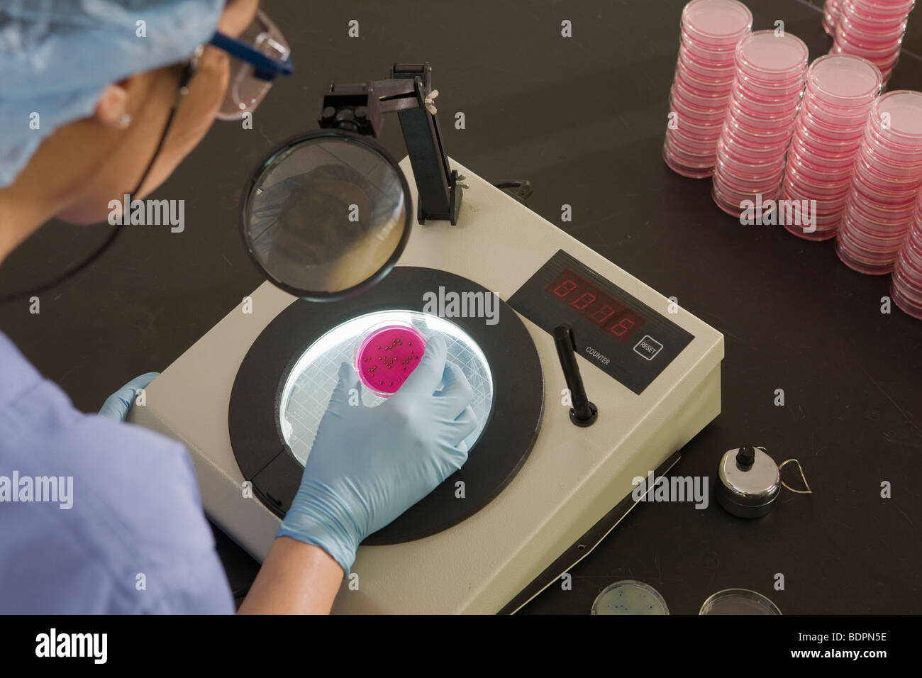 L'examen scientifique des colonies de bactéries dans un échantillon Banque D'Images