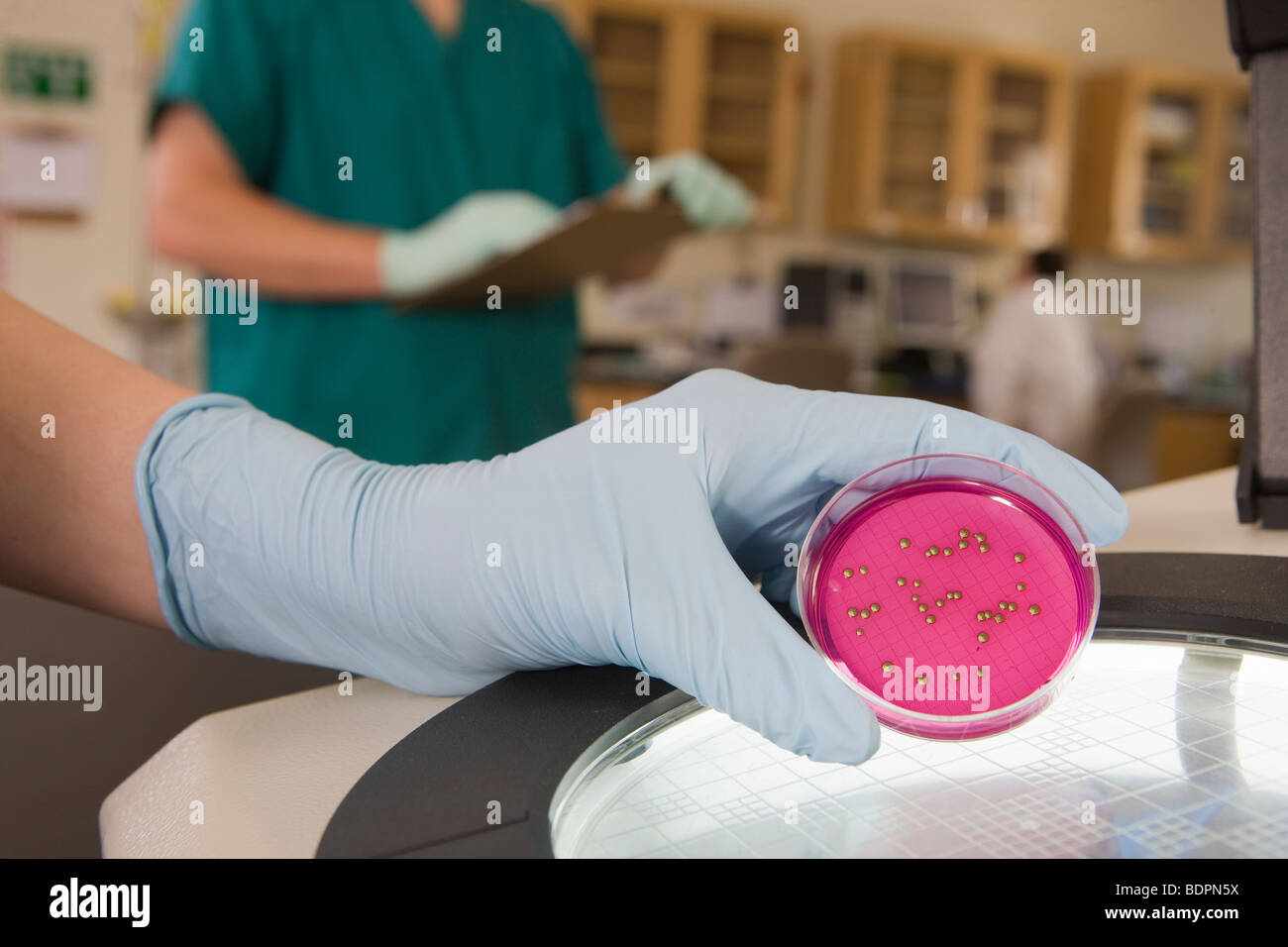 L'analyse scientifique de la croissance de bactéries dans un échantillon Banque D'Images