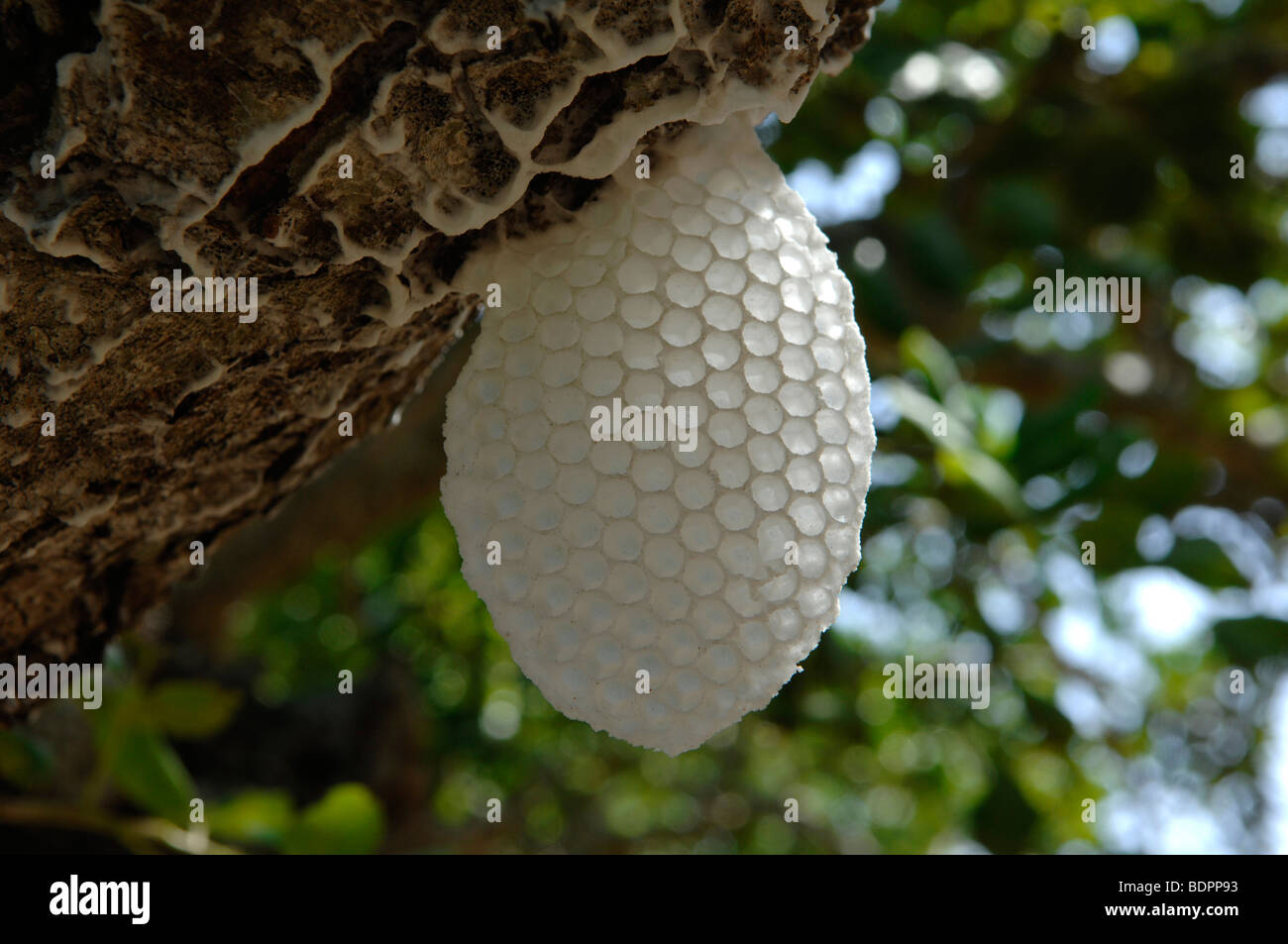 Wild Honey comb nid abandonné Banque D'Images