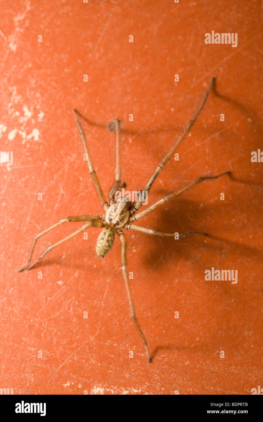 Géant homme araignée des maisons, Tegenaria gigantea. UK. Banque D'Images