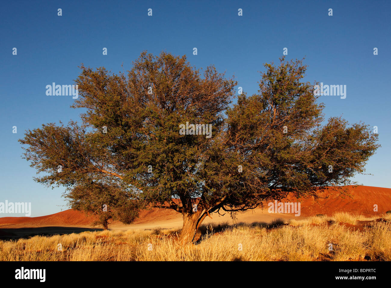 Soleil du matin sur un arbre dans le désert du Namib près de Sossusvlei en Namibie Banque D'Images