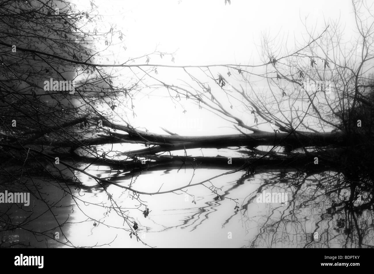 Un arbre tombé couché dans un lac avec réflexion Banque D'Images