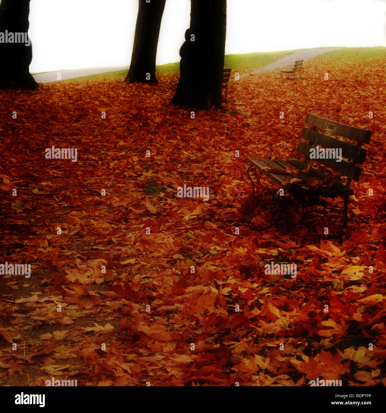 Feuilles de cèdre tombé autour d'un banc dans un parc Banque D'Images