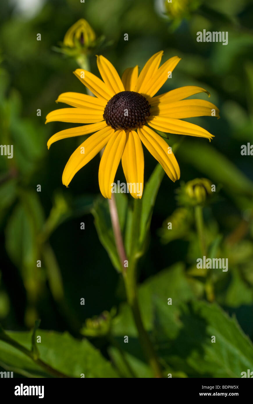 Black-eyed Susan Rudbeckia hirta (Asteraceae) Banque D'Images