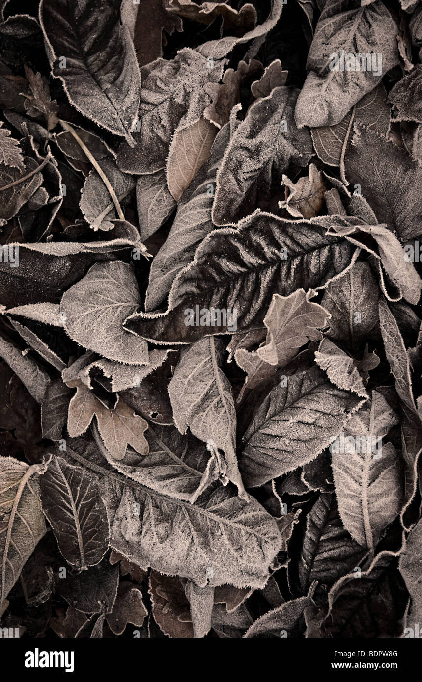 Les feuilles d'automne avec une touche de gel Banque D'Images