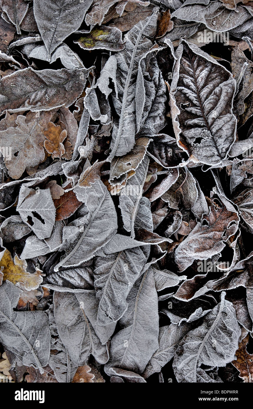 Hiver gel sur les feuilles tombées Banque D'Images