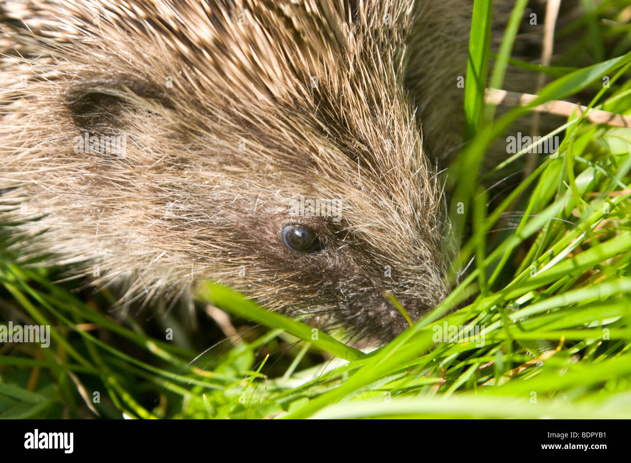 Hérisson bébé reniflant autour dans l'herbe. Banque D'Images