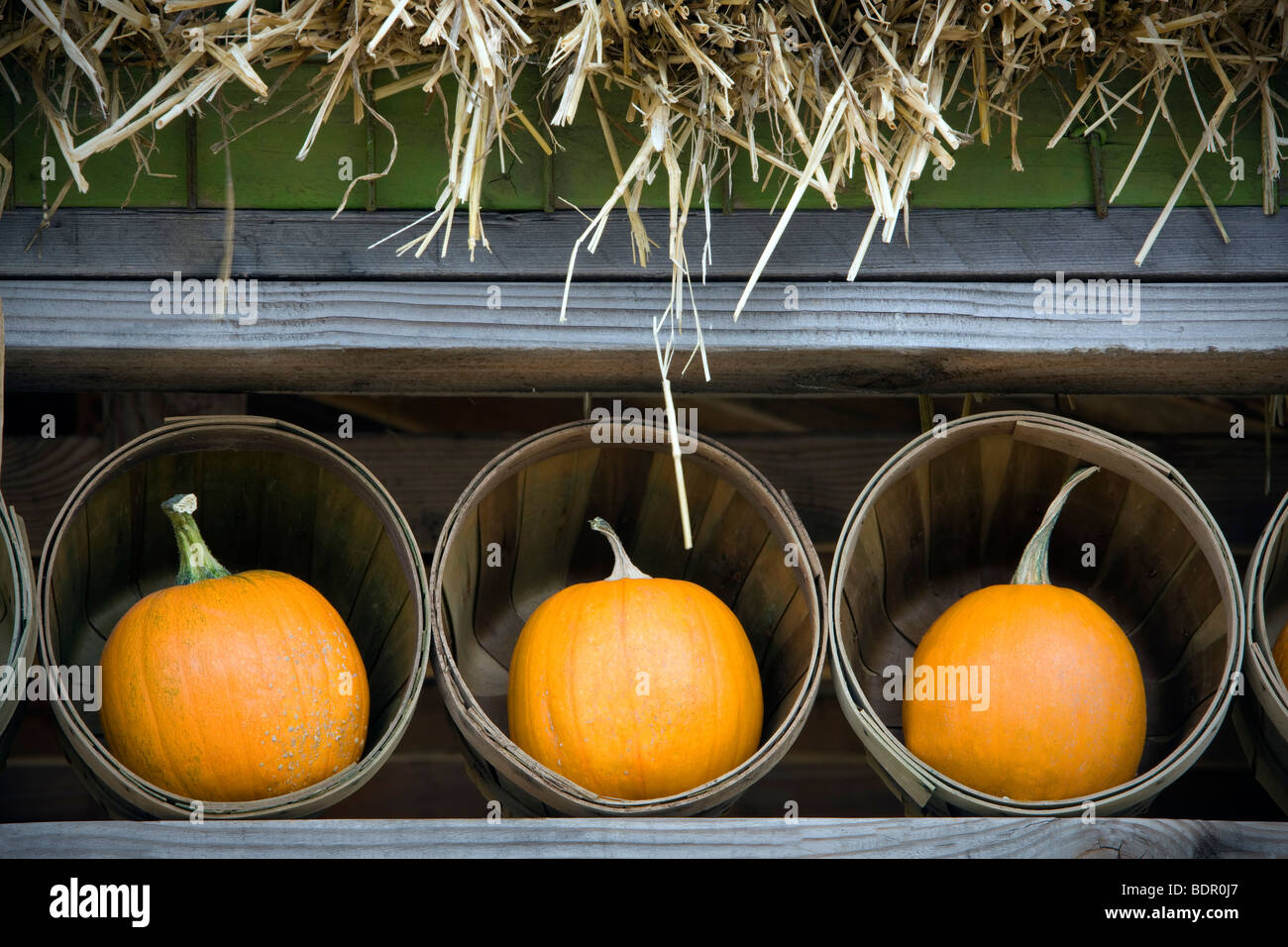 Citrouilles dans des paniers. Al's Garden Nursery, Oregon Banque D'Images