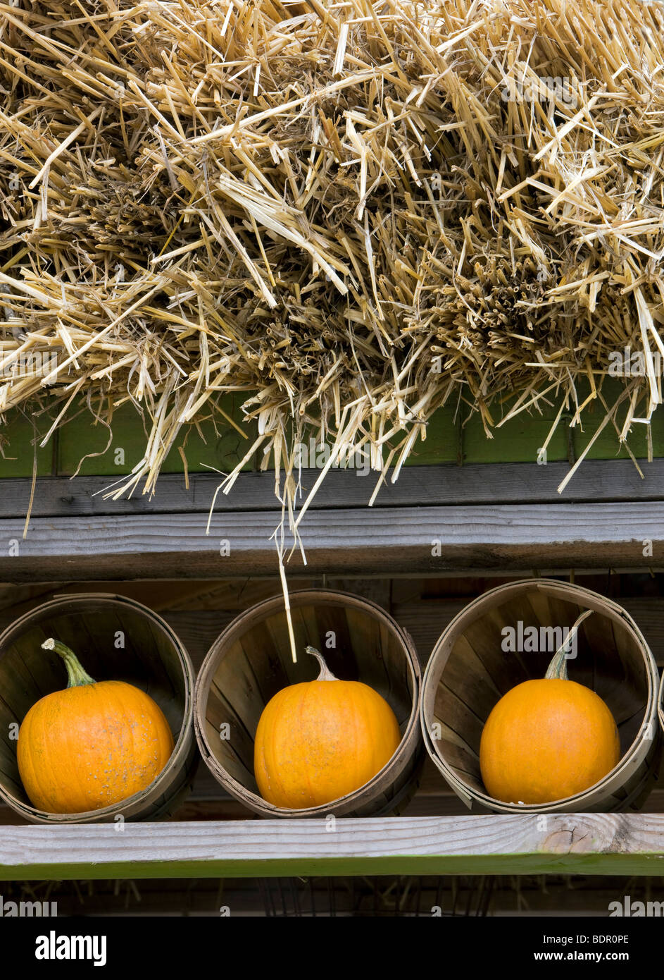 Citrouilles dans des paniers. Al's Garden Nursery, Oregon Banque D'Images
