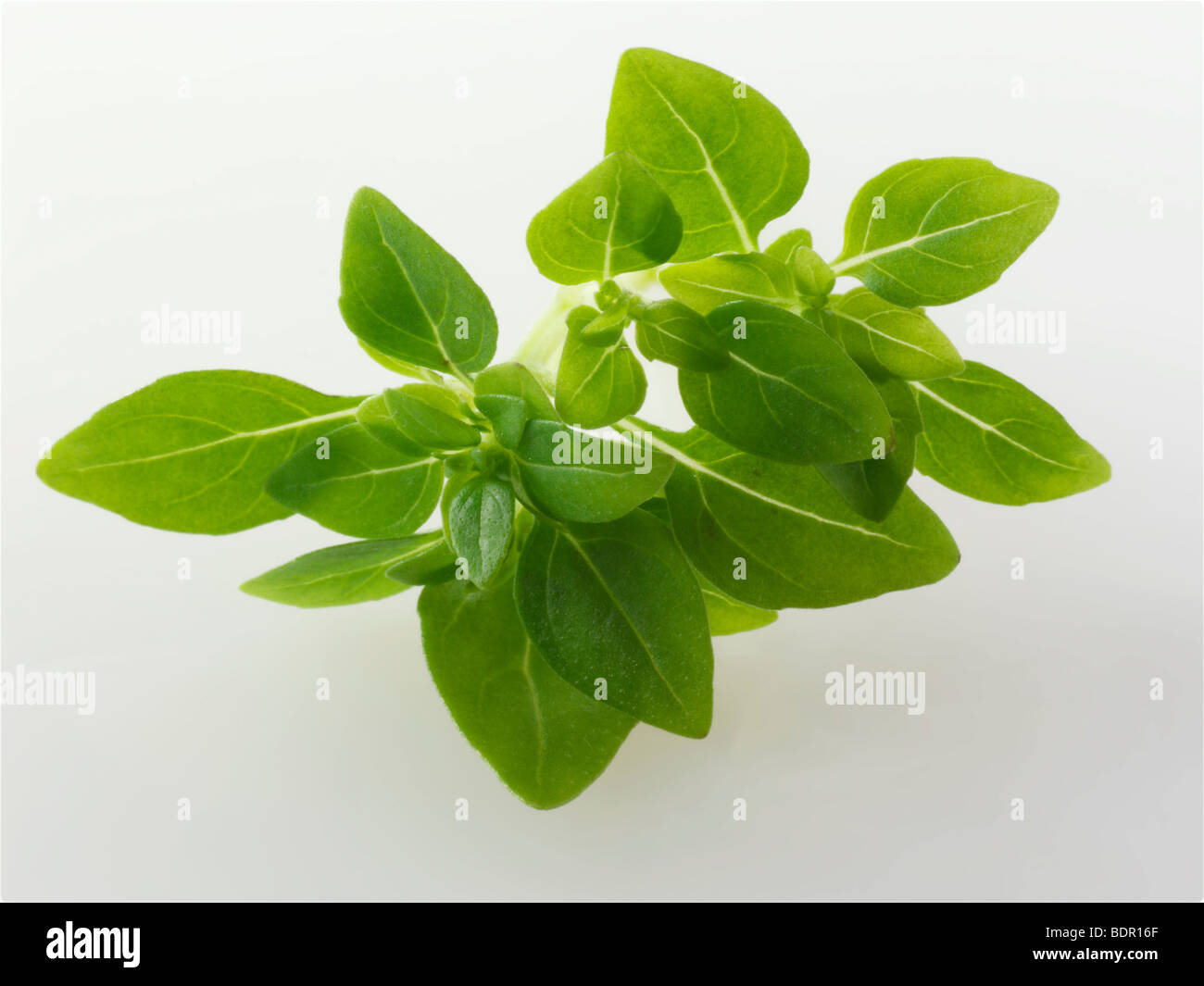 Feuilles de basilic grec fraîche sur un fond blanc pour découper Banque D'Images