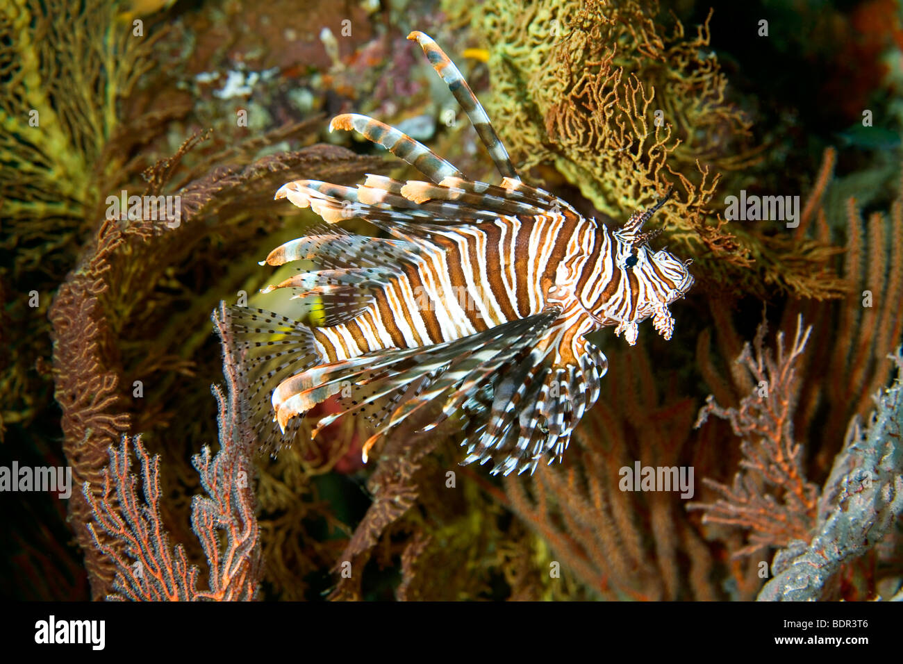 Une belle piscine poisson lion parmi les coraux mous et gorgones, sous l'eau. Ces poissons ont des épines dorsales venimeuses. Banque D'Images