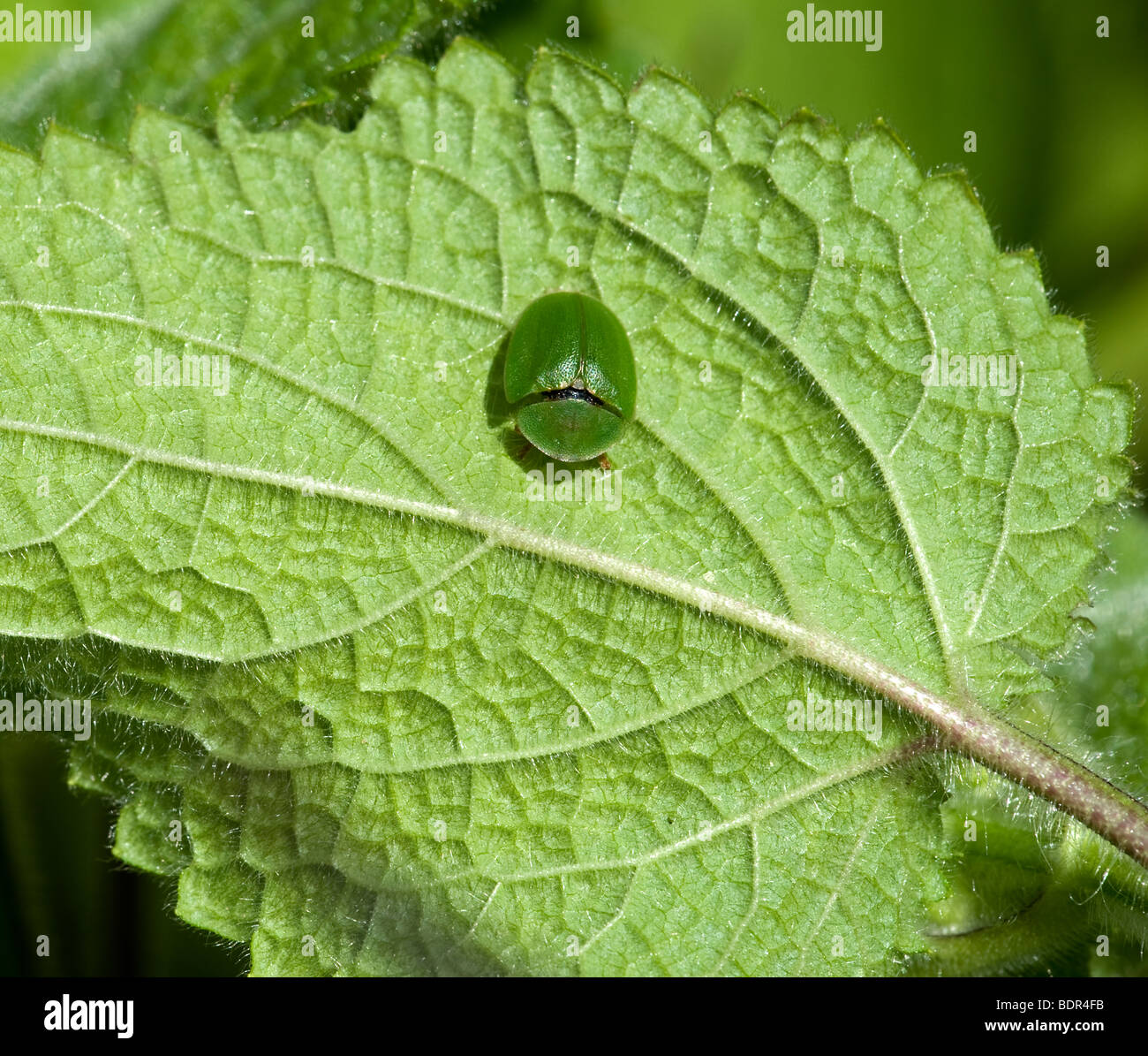 Cassida viridis sur Galeopsis Banque D'Images