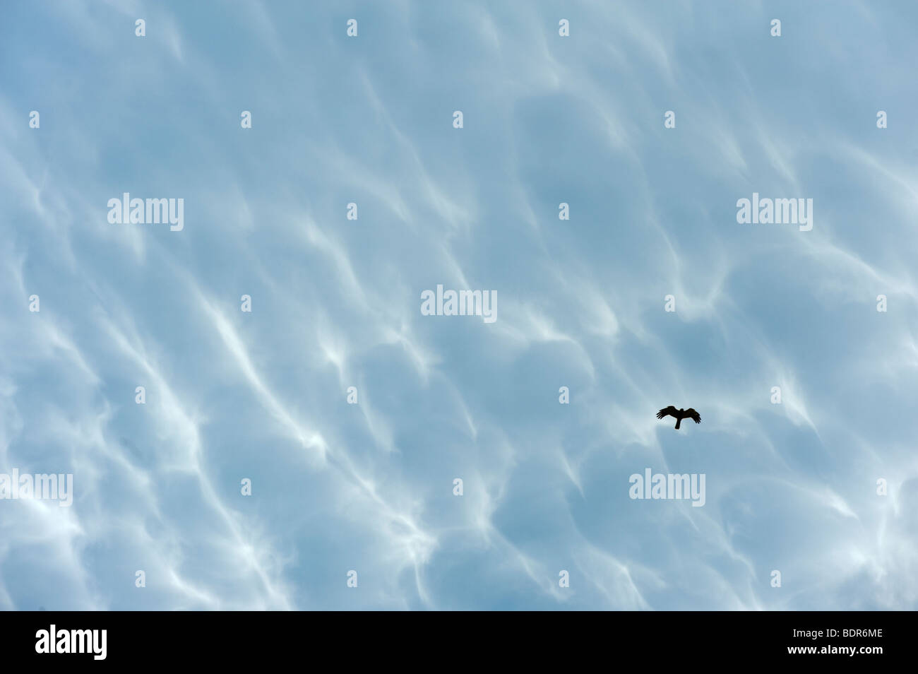 Un busard Saint-Martin volant dans le ciel. Banque D'Images