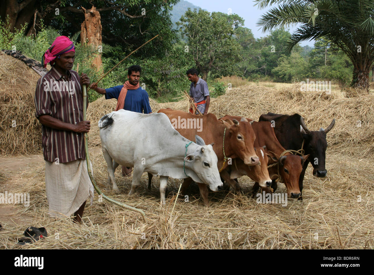 Agriculteur indien Riz battage avec des vaches Banque D'Images