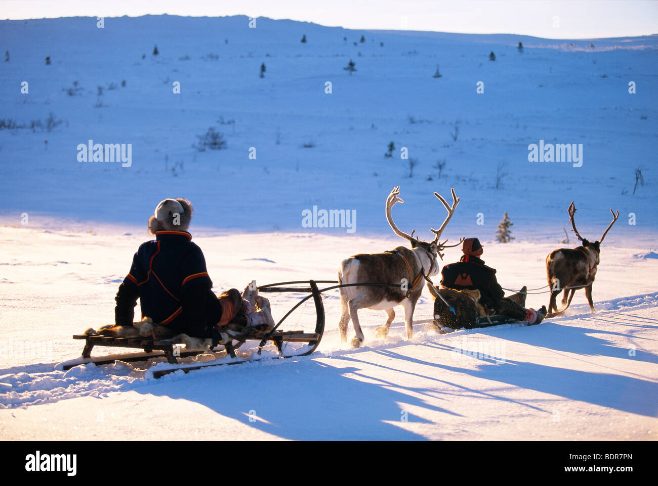 Le renne avec traîneaux, Laponie, Suède. Banque D'Images