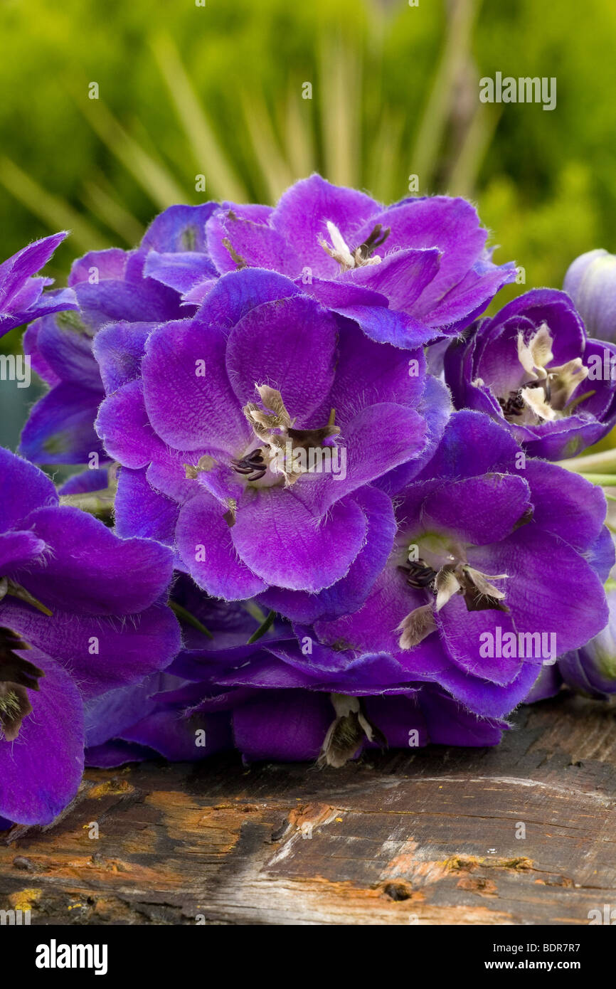 Classique bleu et mauve de l'imposant tons Delphinium fleur Banque D'Images