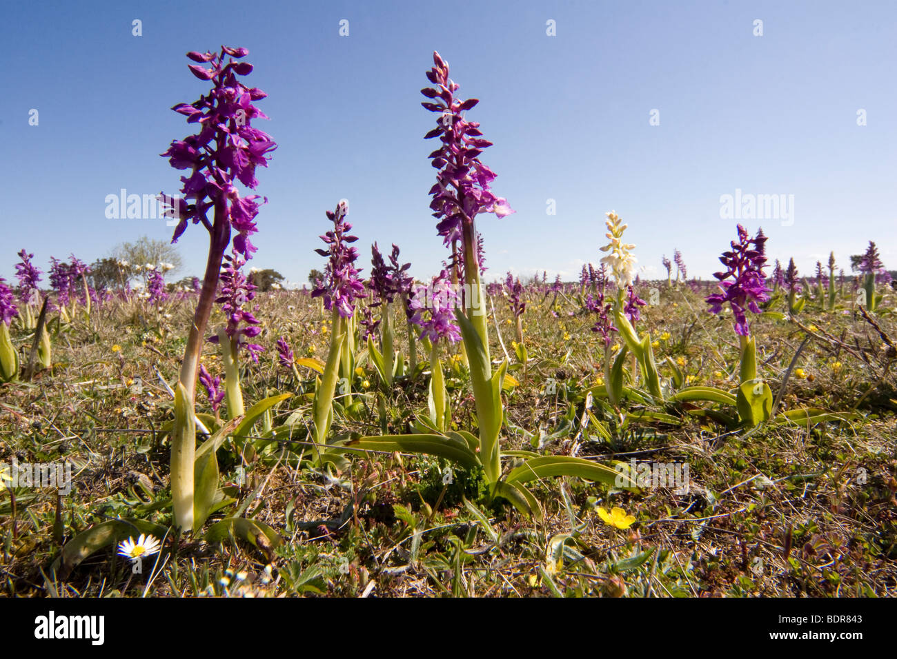 Early Purple Orchid, Gotland, Suède. Banque D'Images