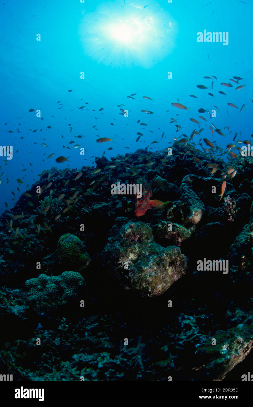 Scène sous-marine d'un récif entouré de brème de mer, l'île d'Iriomote, Yaeyama, Okinawa Prefecture, Japan Banque D'Images