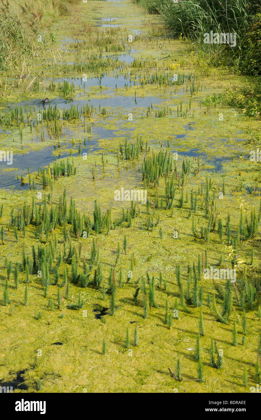 La mare d'eau, Hippuris vulgaris, grandissant dans freshmarsh côtières dyke, Norfolk, Royaume-Uni, Août Banque D'Images