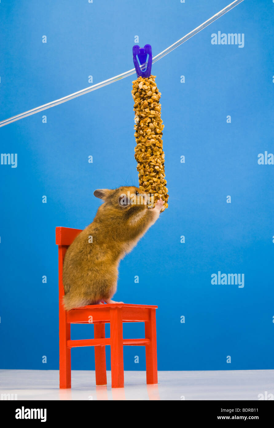 Hamster brun chaise rouge animal rigolo fun goldhamster manger debout stand fond uni animal curieux liste écouter éveillé Banque D'Images