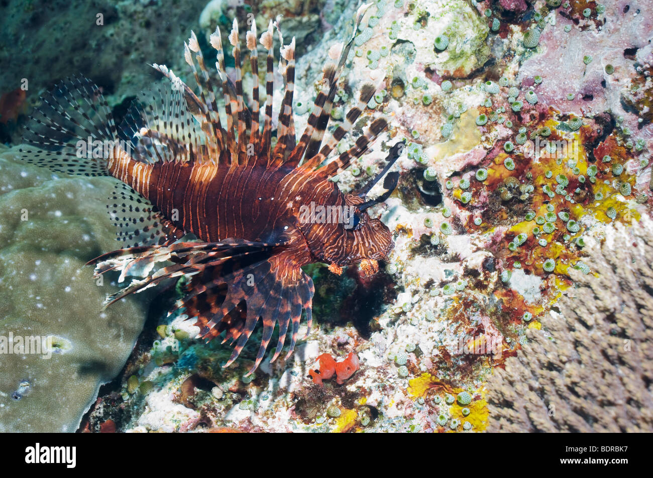 Poisson-papillon ou Turkeyfish (Pterois volitans) la chasse. Rinca, Indonésie. Banque D'Images