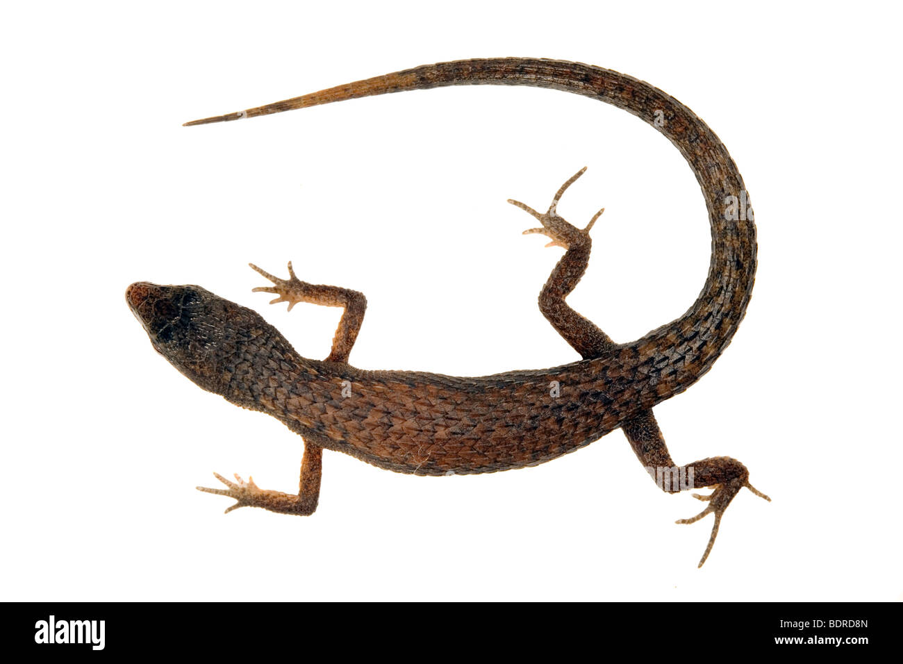 Politique forestière lizard (Leposoma parietale) Banque D'Images