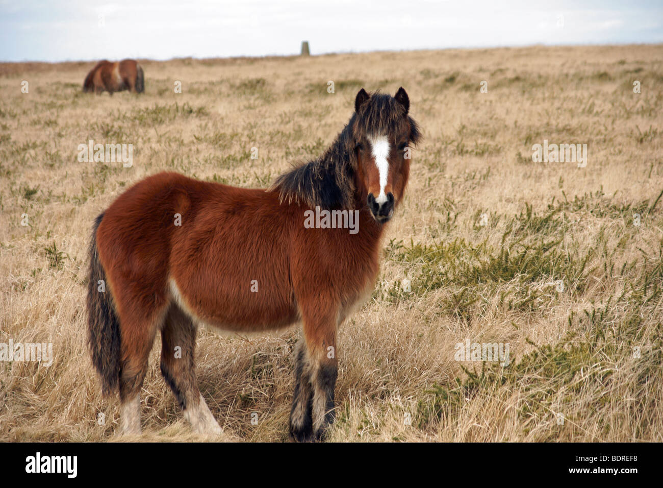 Un poney Gower sur Cefn Bryn sur la péninsule de Gower, dans le sud du Pays de Galles Banque D'Images