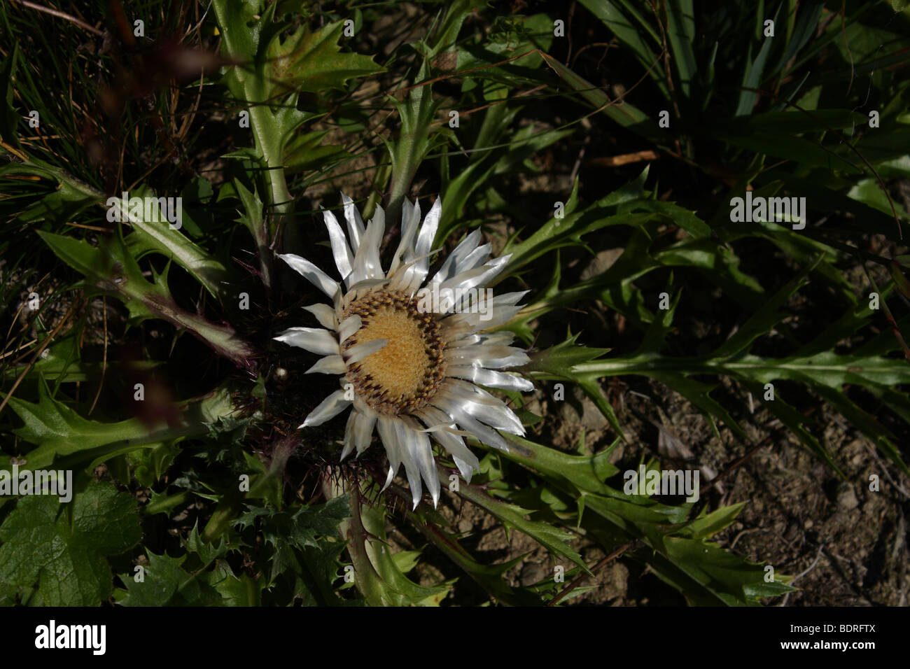 Carlina acaulis carline acaule (chardon, chardon, carline nain ou argent chardon) Banque D'Images