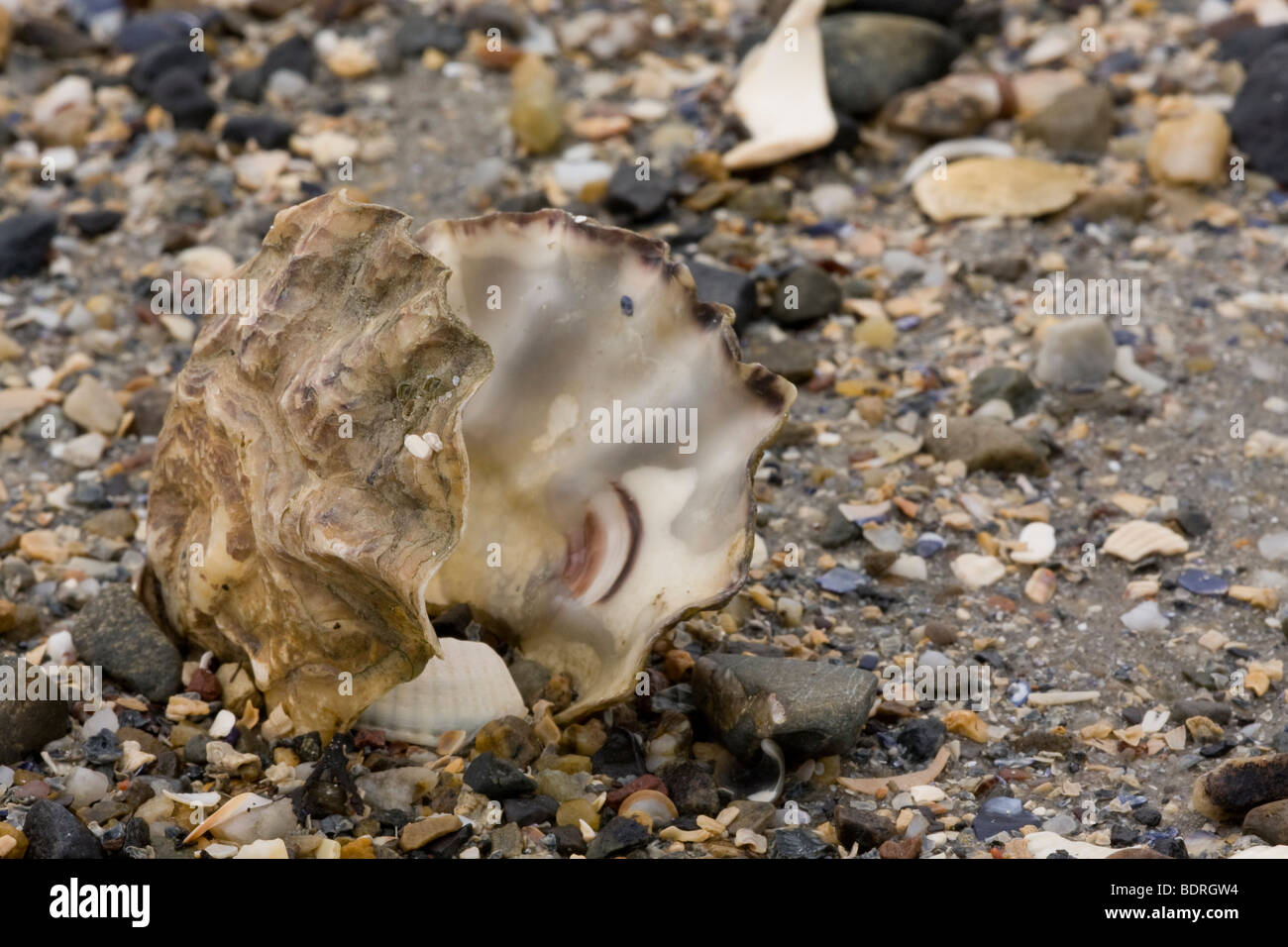 Plage de la conque, coquille boîtier shell coquilles, 1 am Strand, moule, plage Banque D'Images