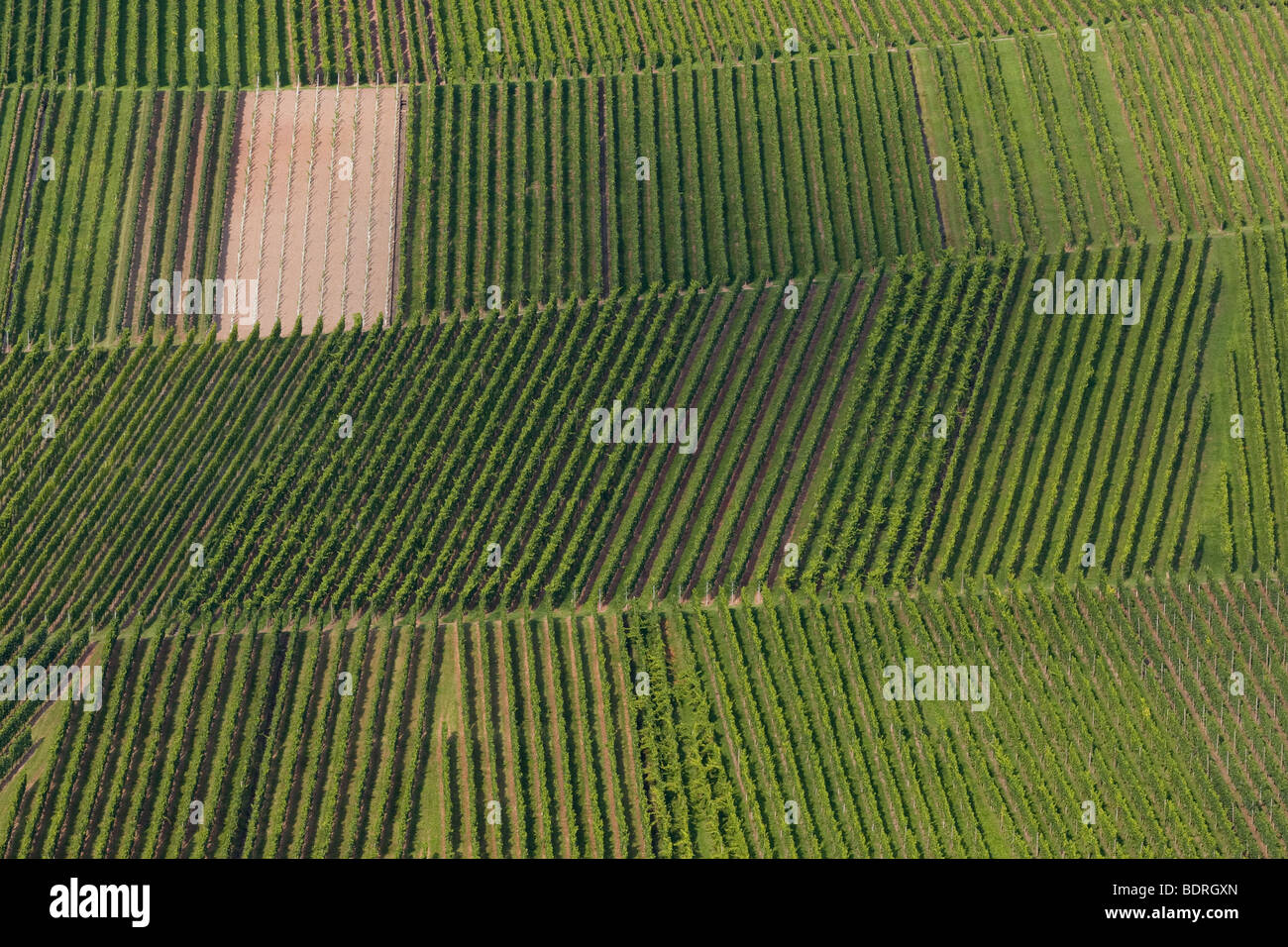 Vignes à stetten, Baden, Allemagne, Wuettemberg Weinberge bei Stetten, Deutschland, vignoble, Allemagne Banque D'Images