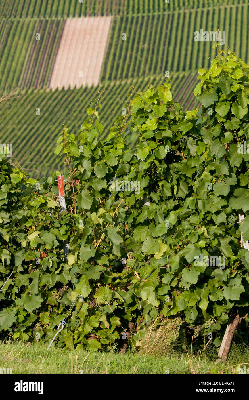 Vignes à stetten, Baden, Allemagne, Wuettemberg Weinberge bei Stetten, Deutschland, vignoble, Allemagne Banque D'Images