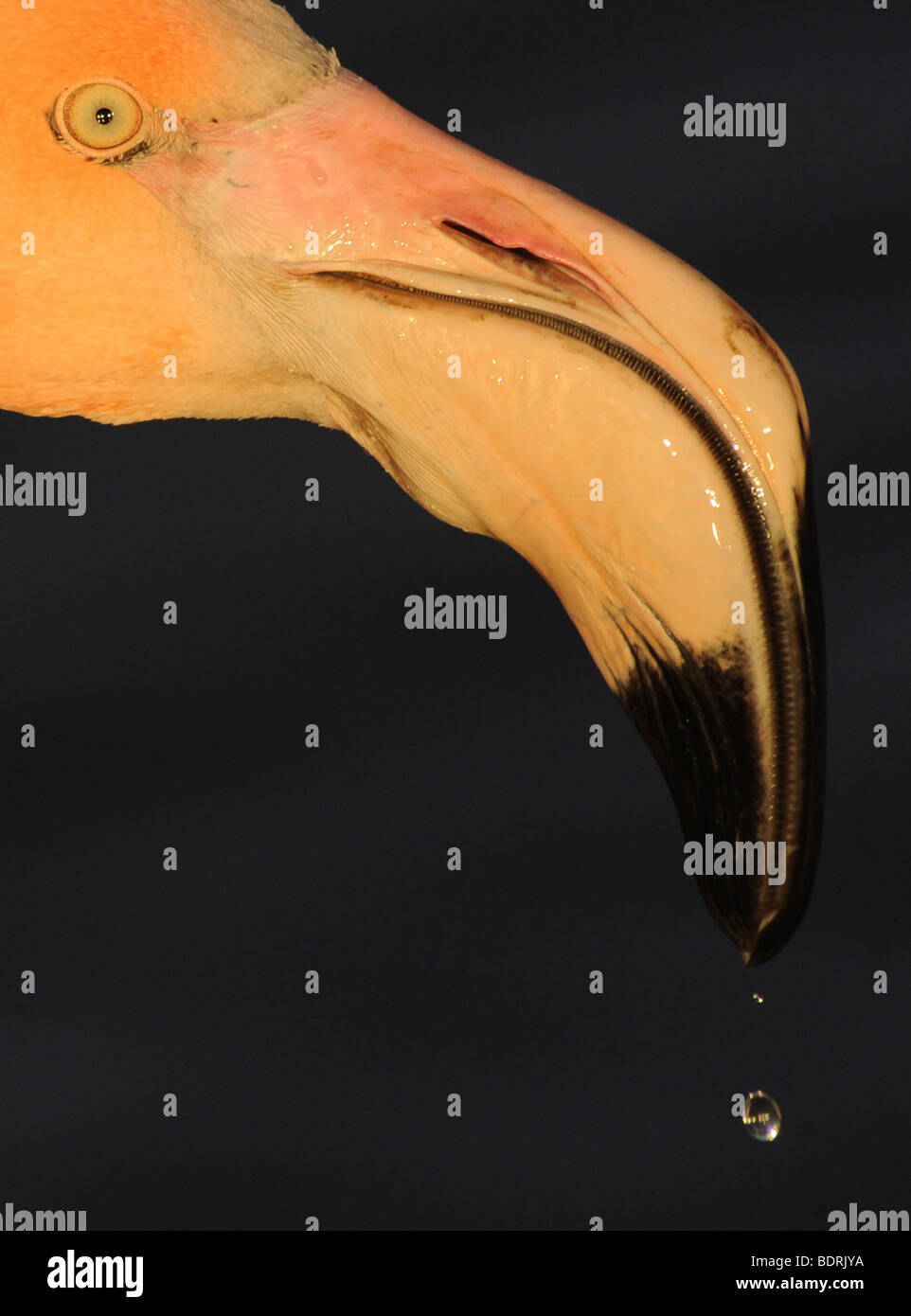 Tête de Flamingo Banque D'Images