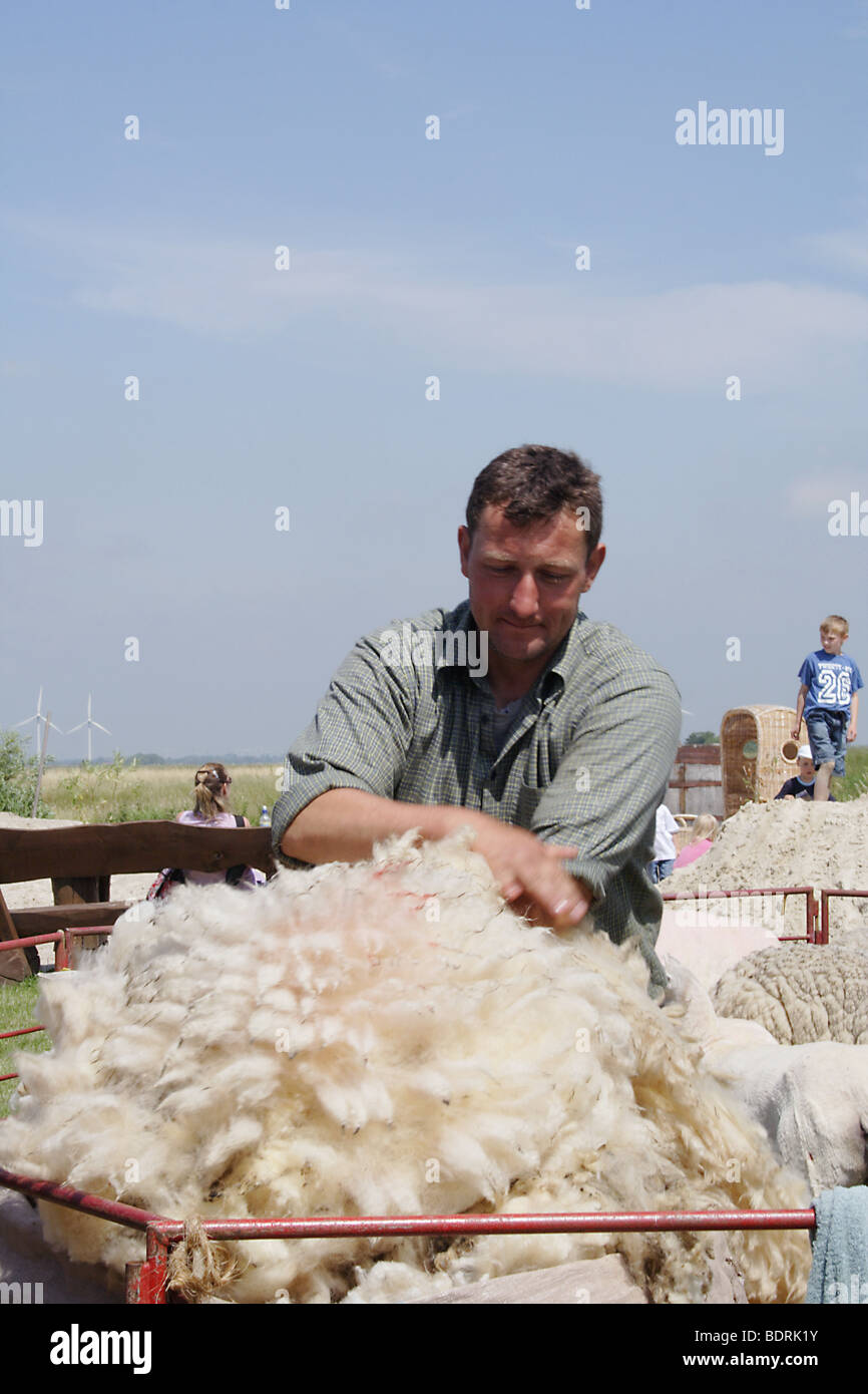 Schafzuechter bei schafschur, schafwolle, schafzucht, éleveur est sheepshearing, élevage de moutons, la laine des moutons Banque D'Images