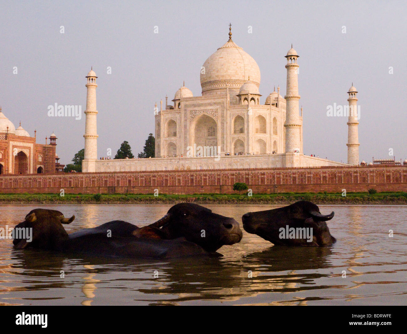 Boeufs émergent dans la rivière Yamuna avec le côté nord du Taj Mahal au loin. Agra, Inde. Banque D'Images