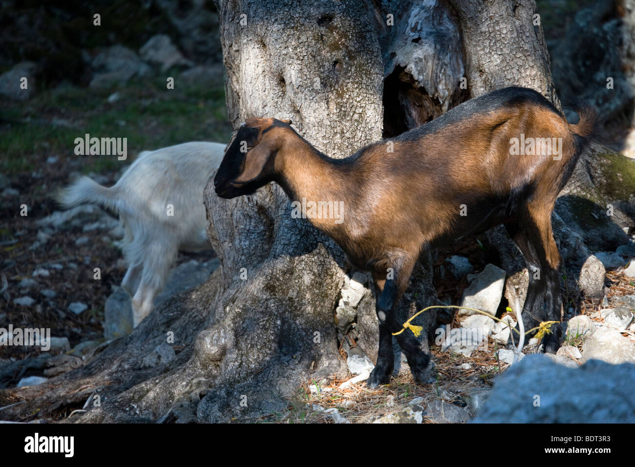 Chèvres intégré dans une oliveraie à Makratika, Paxos, Grèce. Banque D'Images