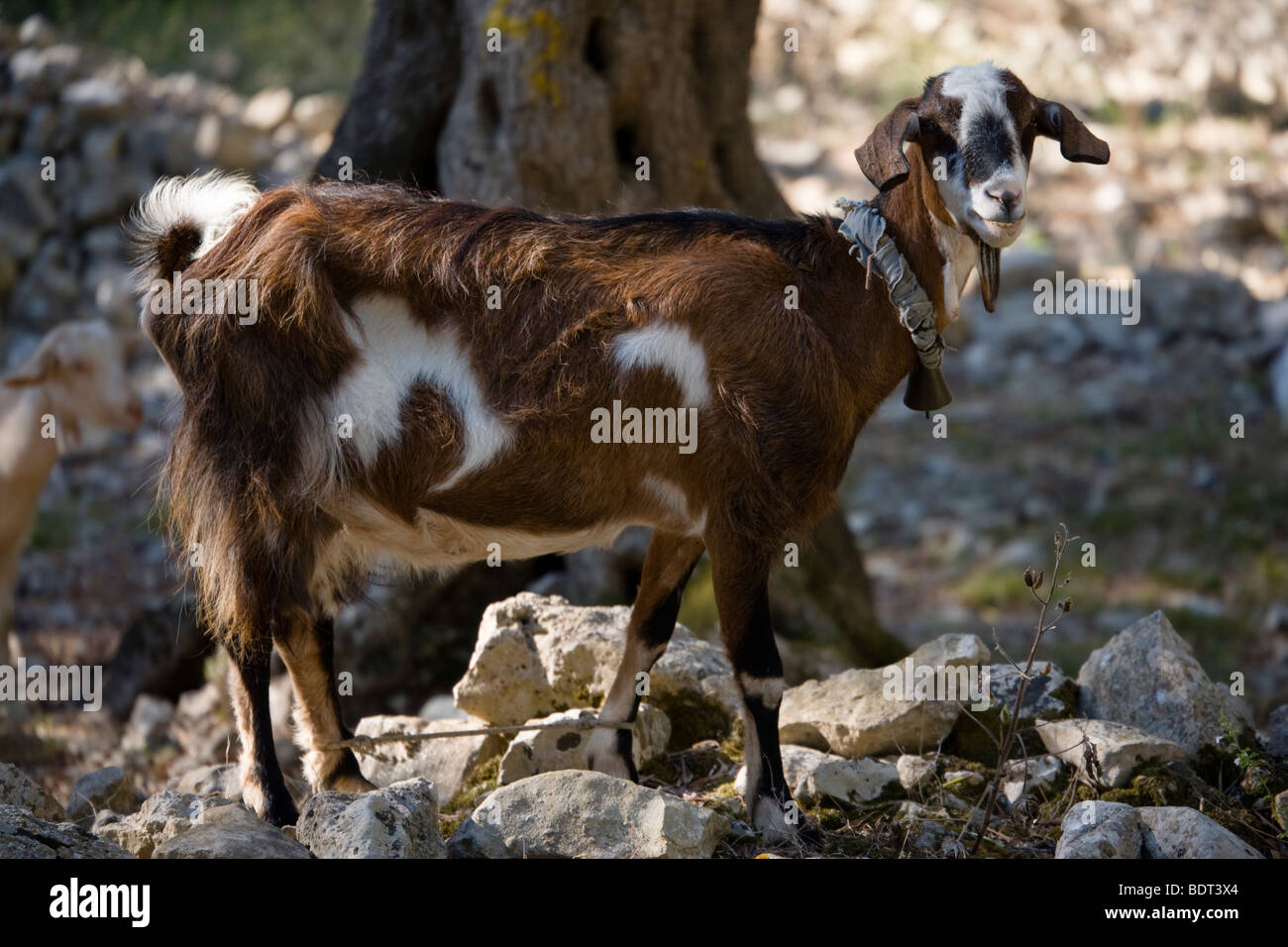 Chèvres intégré dans une oliveraie à Makratika, Paxos, Grèce. Banque D'Images