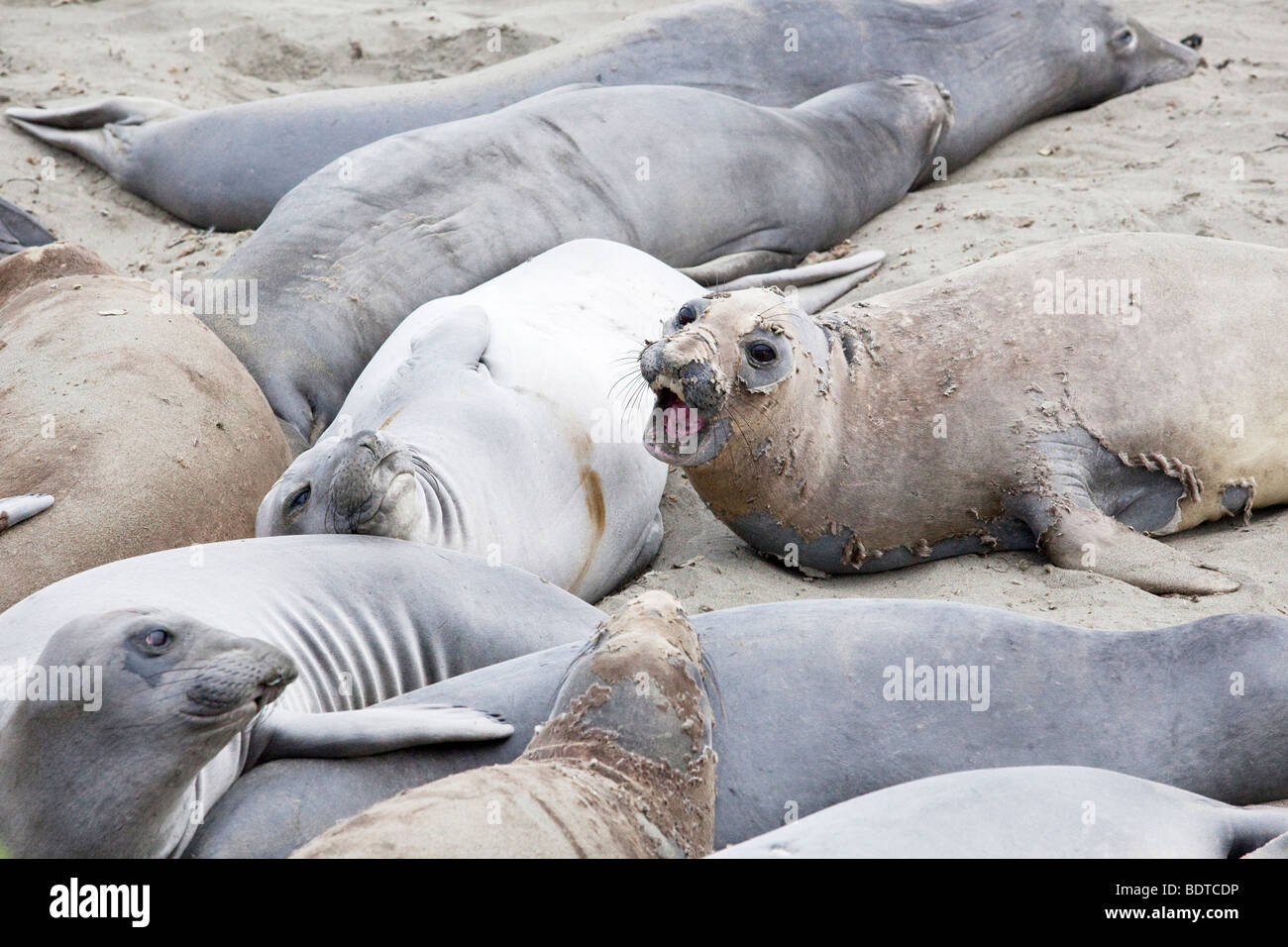 À l'éléphant de côte le long de Piedras Blancas l'autoroute Un près de San Simeon sur la côte centrale de la Californie. Banque D'Images