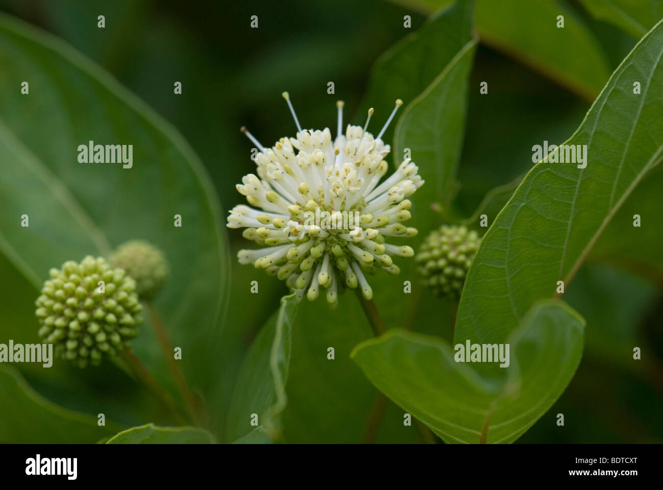 Cephalanthus occidentalis Banque D'Images