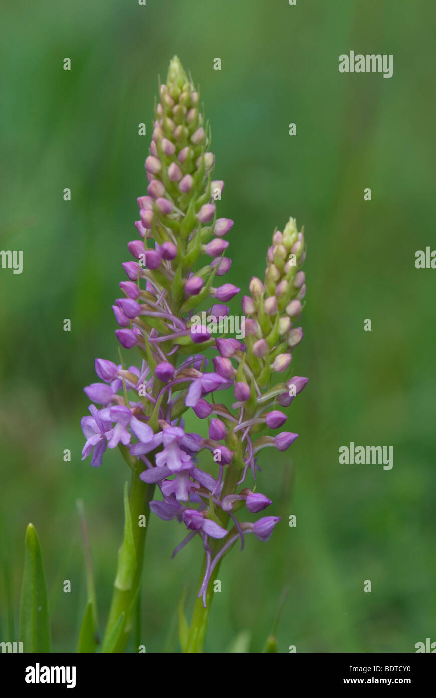 Fleurs sauvages trouvés en juin sur Kent downland meadow Banque D'Images