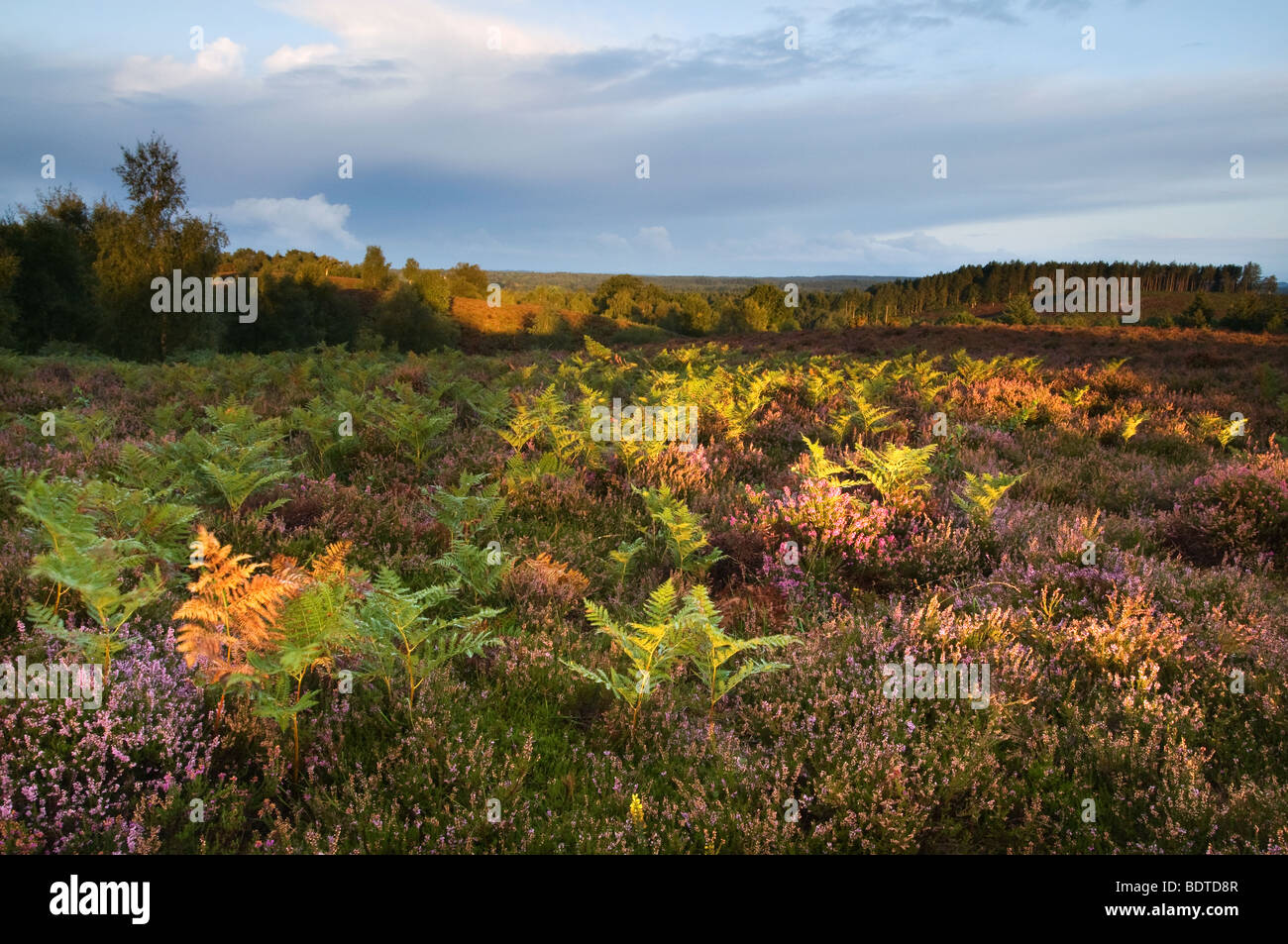 Couleurs automnales à Rockford commune dans le parc national New Forest Banque D'Images Couleurs automnales à Rockford commune dans le parc national New Forest Banque D'Images